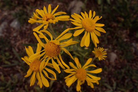 Flowers on Burt Canyon side of Burt Canyon/Molybdenite Creek saddle - Hoover Wilderness 1995