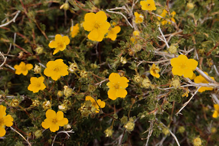 Flowers on Burt Canyon side of Burt Canyon/Molybdenite Creek saddle - Hoover Wilderness 1995