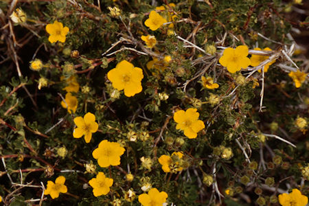 Flowers on Burt Canyon side of Burt Canyon/Molybdenite Creek saddle - Hoover Wilderness 1995