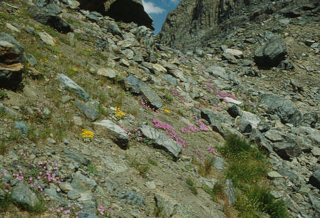 Flowers above Alstot Lake on way to Iron Lake - Ansel Adams Wilderness - Aug 1992