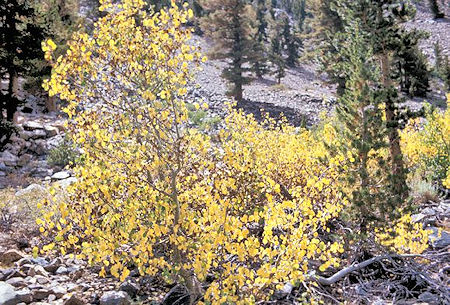 Fall colors along the Bloody Canyon Trail Fall colors along the Bloody Canyon Trail