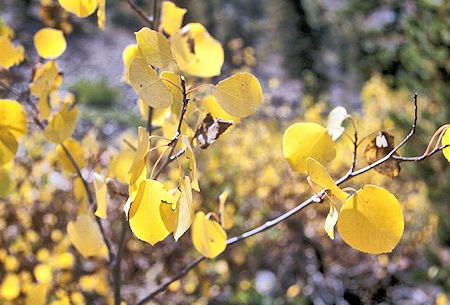 Fall colors along the Bloody Canyon Trail Fall colors along the Bloody Canyon Trail