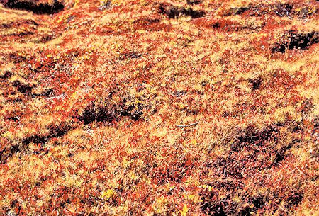 Colorful ground cover near Mono Pass Colorful ground cover near Mono Pass