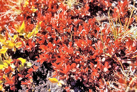 Colorful ground cover near Mono Pass Colorful ground cover near Mono Pass