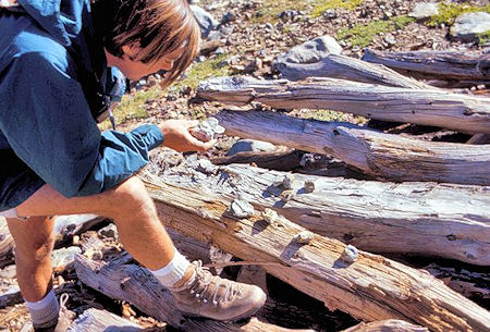 Kevin Twohey examines some "ore" samples at the mines near Mono Pass Kevin Twohey examines some "ore" samples at the mines near Mono Pass