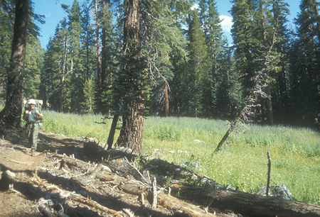 Meadow at Buck Creek - Yosemite National Park - Aug 1973