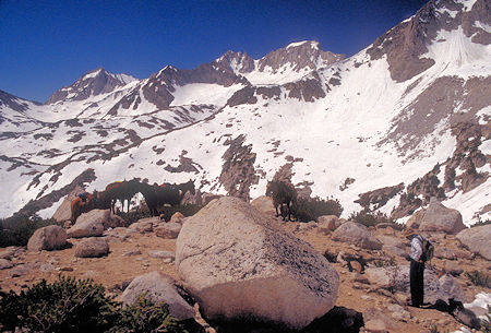 Bear Creek Spire & Mt. Dade on the skyline. Packer stock at the 'corner' on the Mono Pass trail - 1995