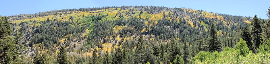 2004 Fall Colors on hillside near Rock Creek Lake
