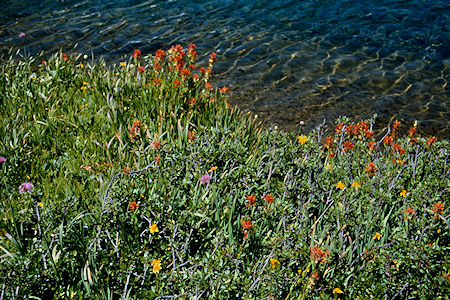 Flowers at Lower Granite Lake - Yosemite National Park 1986