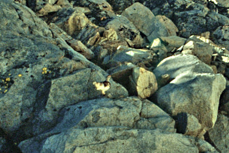 Partimgan (grouse) in center on way to Grey Butte - Yosemite National Park 1989 Partimgan (grouse) in center on way to Grey Butte - Yosemite National Park 1989