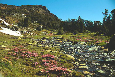 Flowers and side stream near Summit Lake outlet - Hoover Wilderness 1989 Flowers and side stream near Summit Lake outlet - Hoover Wilderness 1989