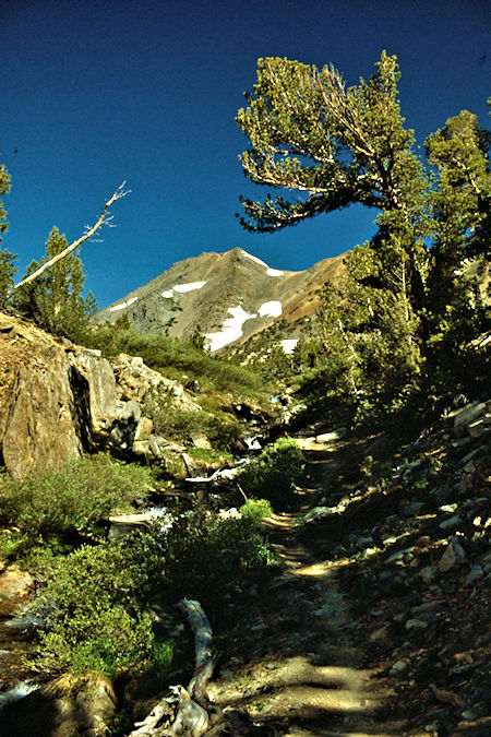 Camiaca Peak from trail below Summit Lake - Hoover Wilderness 1989 Camiaca Peak from trail below Summit Lake - Hoover Wilderness 1989