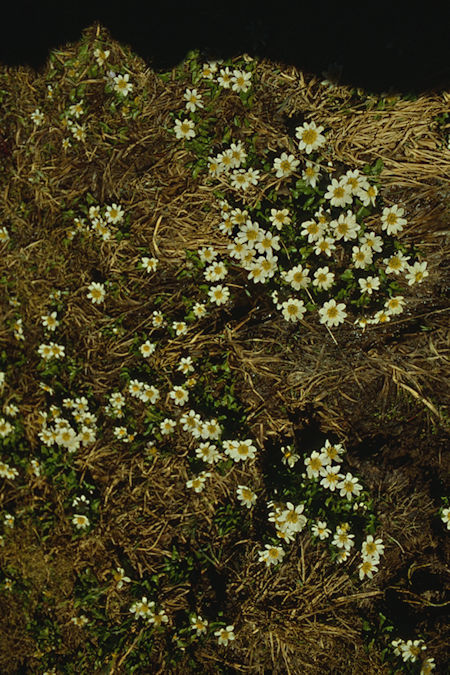 Flowers at Hoover Lake - Hoover Wilderness 1989