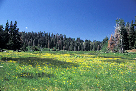 Meadow below Pack Station at Pepperdine Campground at north edge of South Warner Wilderness