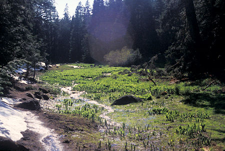Meadow and creek on Pine Creek trail on west side of South Warner Wilderness