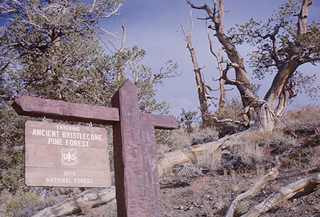 Ancient Bristlecone Pine Forest sign - White Mountains - Oct 1962