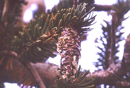 Year old Bristlecone Pine cone - White Mountains - Oct 1962