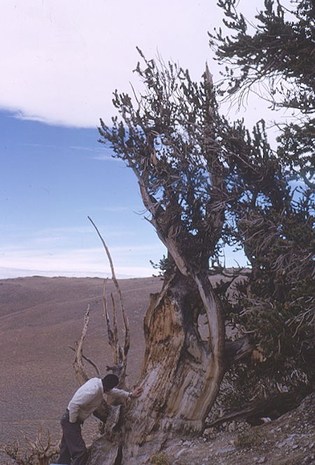Pine Alpha Bristlecone Pine, over 4000 years old - White Mountains - Oct 1962