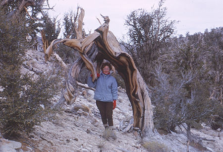 Twisted Bristlecone Pine - White Mountains - Oct 1962