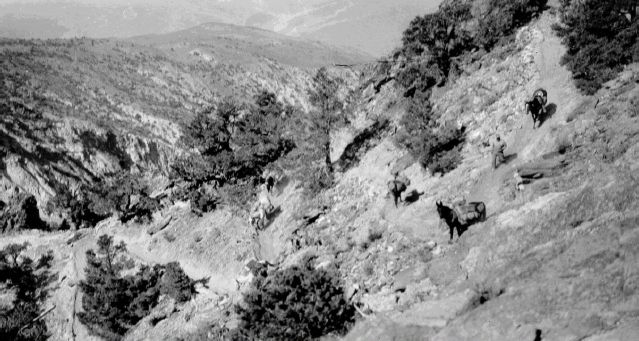 Pack mules and a packer at a switchback on the steep trail packing out ore