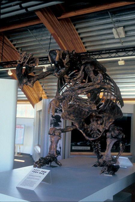 Jefferson's Ground Sloth exhibit, Beringia Museum, Whitehorse, Yukon Territory