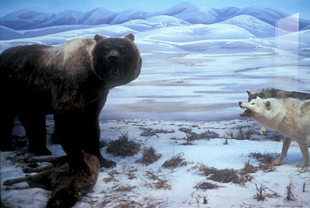 Giant Short Faced Bear and Wolf exhibit, Beringia Museum, Whitehorse, Yukon Territory