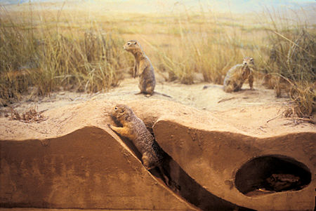 Artic Ground Squirrel exhibit, Beringia Museum, Whitehorse, Yukon Territory