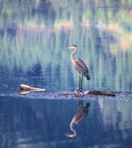 Loon on Duck Lake, Creston Valley Wildlife Refuge