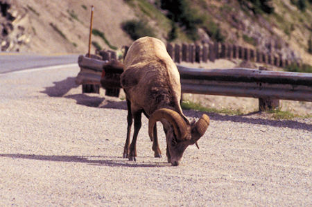 Mountain Sheep along Icefields Parkway, Jasper National Park, Canada