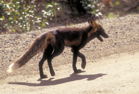 Fox along Keno City road