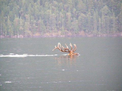 7 Point Elk swimming across Fish Lake near Medford, Oregon