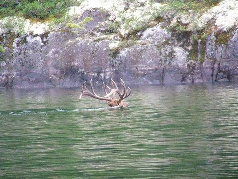 7 Point Elk swimming across Fish Lake near Medford, Oregon