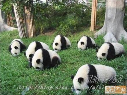 Pandas looking for lost earrings....
