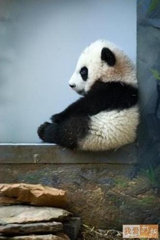 Absolutely nothing accomplished. The perfect day for a panda!