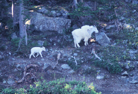 Mountain Goats at Seven Devils Lake, Idaho