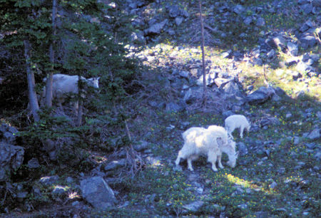 Mountain Goats at Seven Devils Lake, Idaho