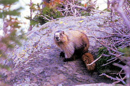 Marmot at Garden Wall Overlook