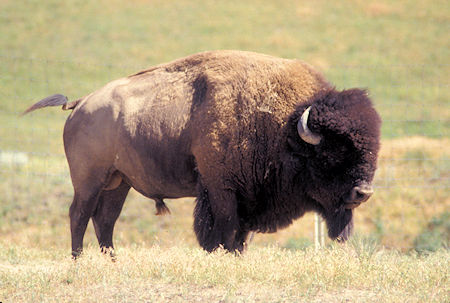 Bison on National Bison Refuge, Montana