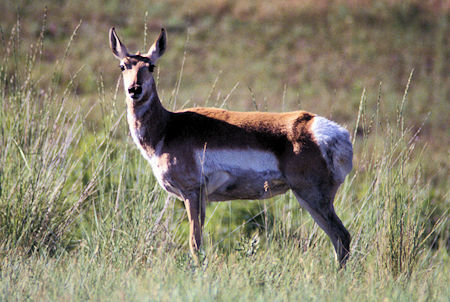 Antelope on National Bison Range, Montana