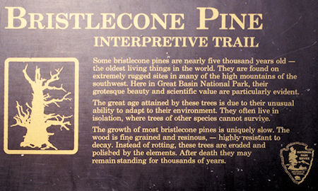 Bristleccone Pine Trees - Great Basin National Park