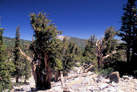 Bristlecone Pines, Great Basin National Park