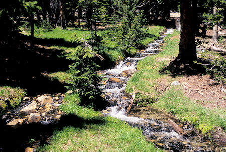Stream above campground outlet of Stella Lake - Great Basin National Park