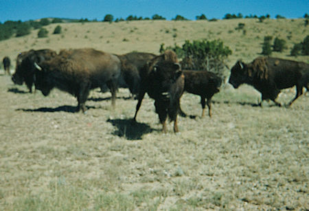 Philmont Scout Ranch Bison