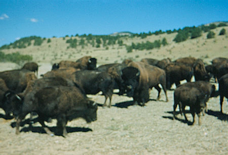 Philmont Scout Ranch Bison