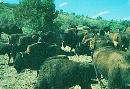 Philmont Scout Ranch Bison