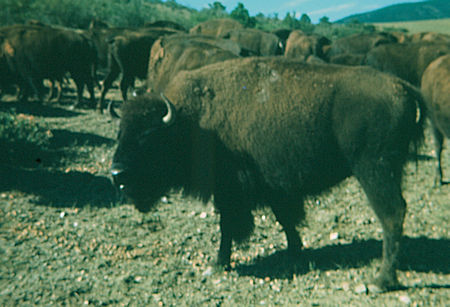 Philmont Scout Ranch Bison - possibly known as Gertrude