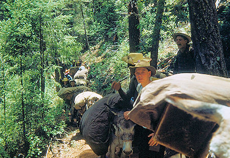 On the trail with Burros On the trail with Burros