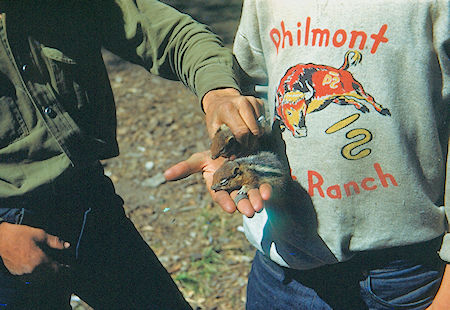 Chipmunks captured at survival training Chipmunks captured at survival training