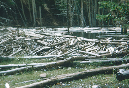 Beaver dam and pond at Crooked Creek Beaver dam and pond at Crooked Creek