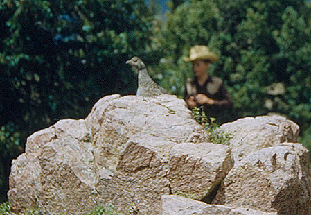 Quail at camp